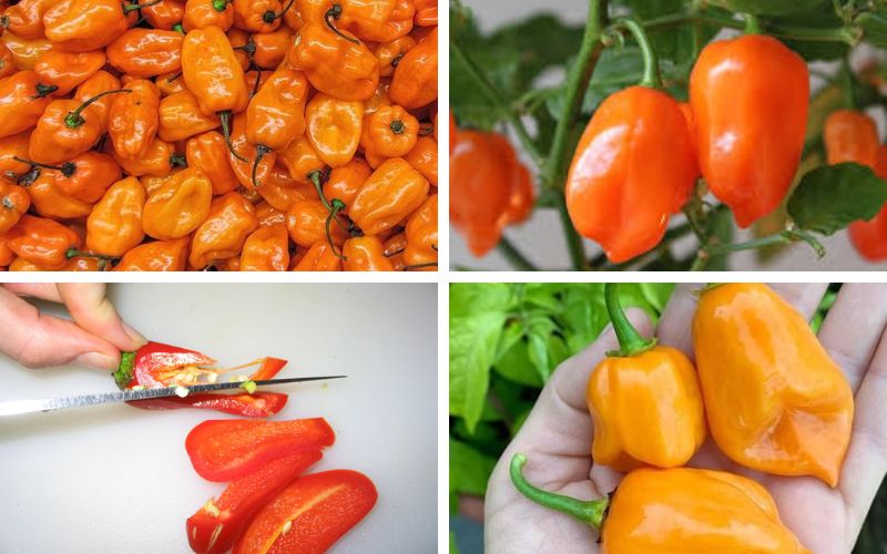 Rửa sạch ớt và bỏ hạt để giảm độ cay cho món sốt Habanero