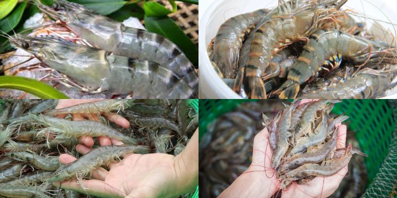 Cách để chọn tôm tươi làm món tôm kho